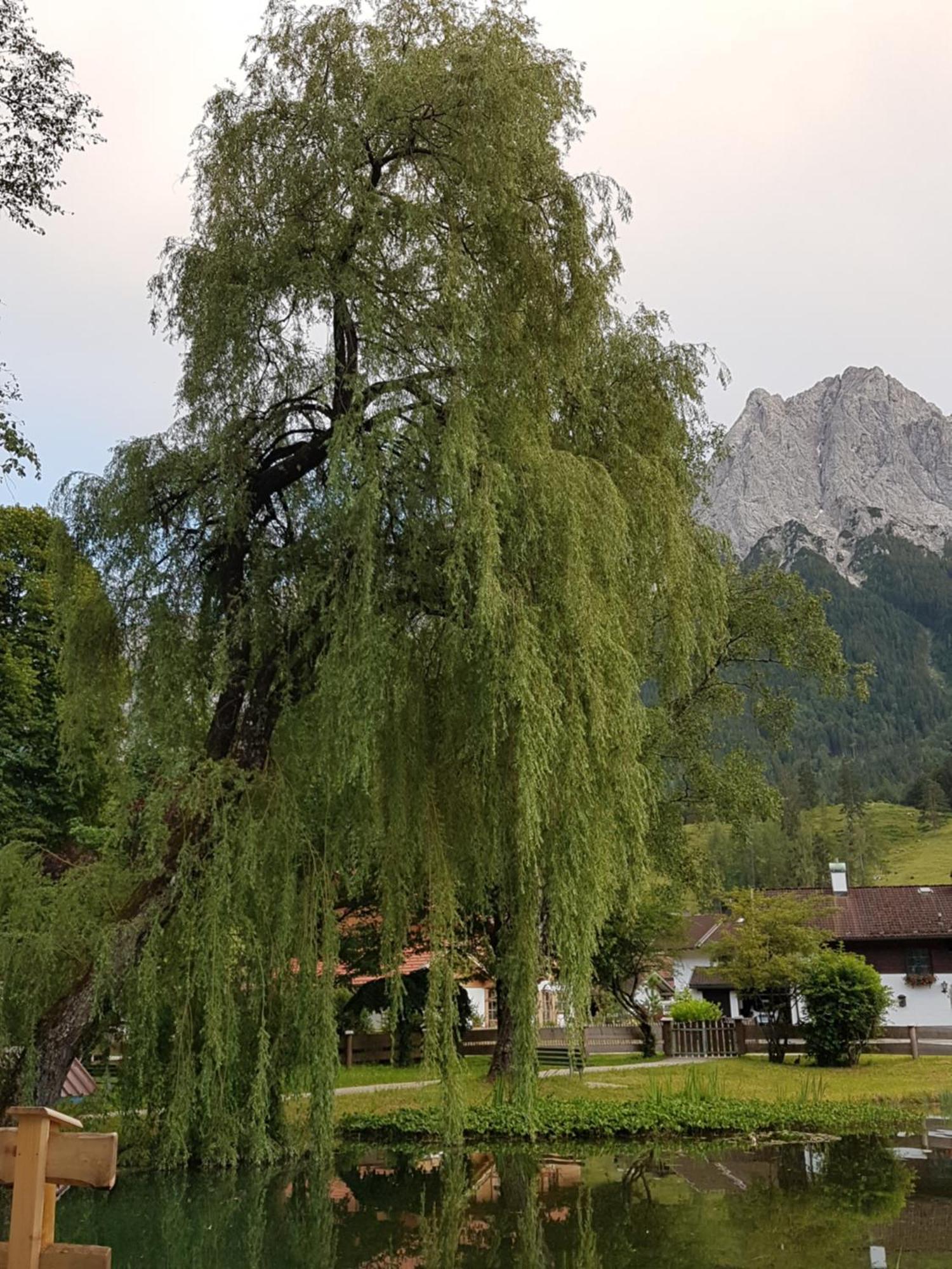 Zum Franziskaner グライナウ エクステリア 写真
